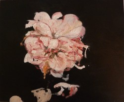 Festoni Summer Rose 2